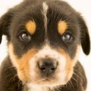 Meet your Posher, Deieria